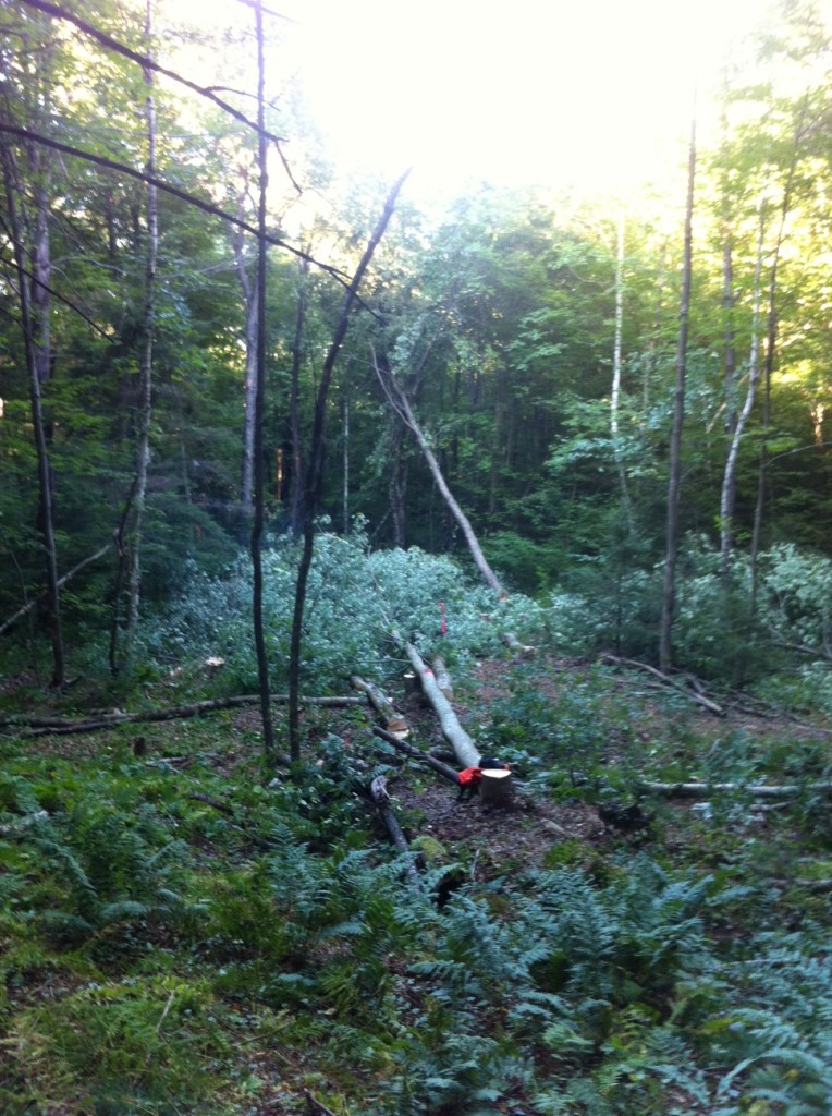 My first felled tree.